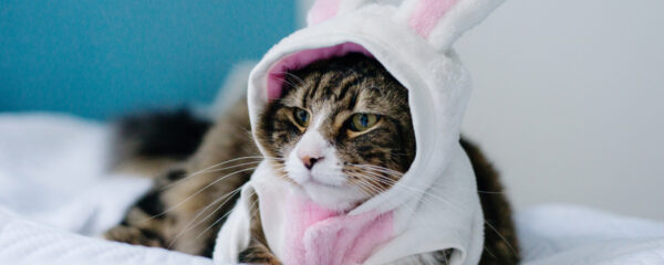 déguisements pour chat