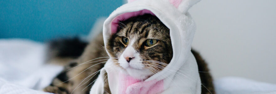 déguisements pour chat
